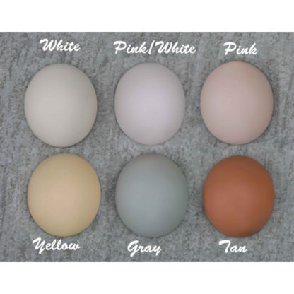 dollzone color chart