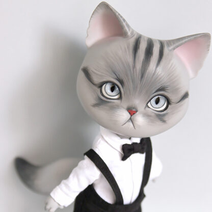 pipos american short hair gray pang cat