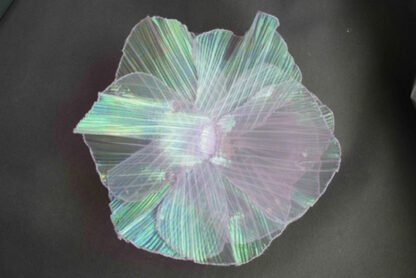 coral reef jellyfish daya