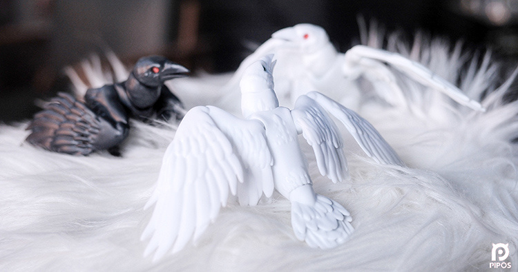 pipos white raven