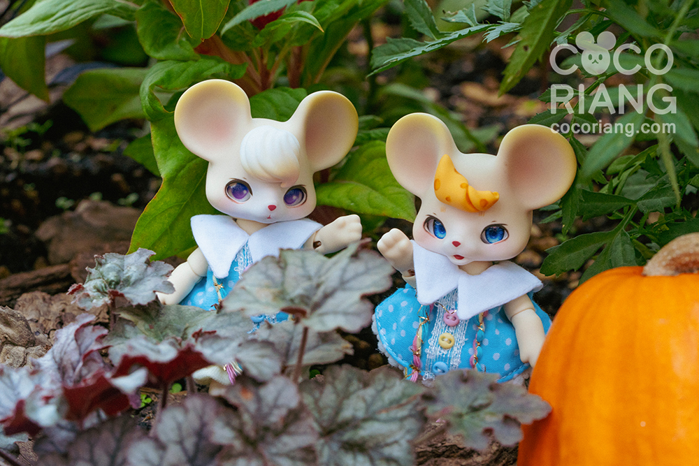 cocoriang mori cream corn