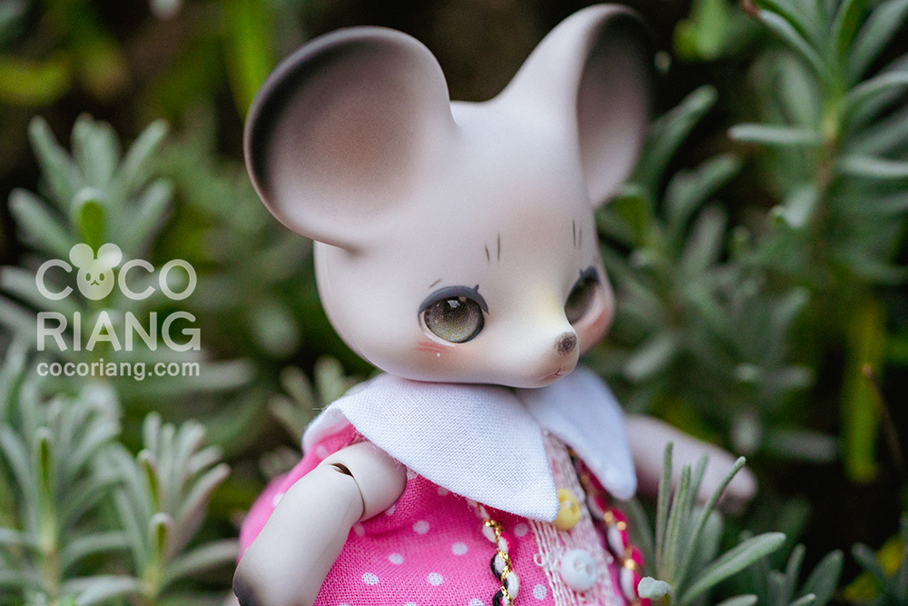 cocoriang mori grey